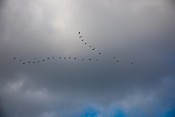 Vogelzug am Himmel
