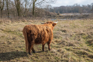 Schottisches Hochlandrind von hinten
