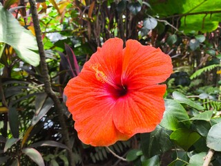orange hibiscus flower