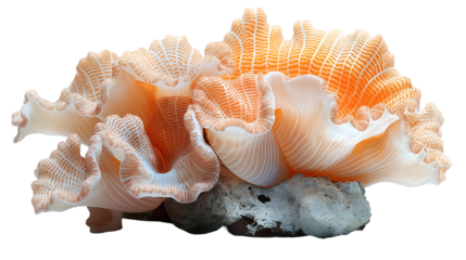 Orange Coral Reef Underwater Sea Life, Elegant Ocean Art with Marine Animals, isolated on transparent background.