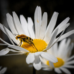 Leucanthemum vulgare
 Einzelne Margeritenbl&uuml;te mit K&auml;fer im Fokus