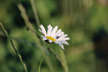Leucanthemum vulgare
Margeritenbl&uuml;te mit Fliege