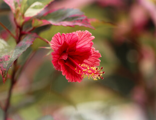 Chinesische Roseneibisch (Hibiscus rosa-sinensis), auch Chinesische Rose, Zimmer-Hibiskus oder einfach Hibiskus © Melanie