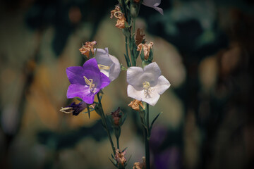 (Campanula persicifolia) Pfirsichbl&auml;ttrige Glockenblumen