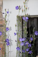 (Campanula persicifolia) Pfirsichbl&auml;ttrige Glockenblumen