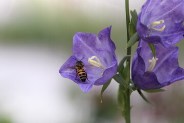 Pfirsichbl&auml;ttrige Glockenblume (Campanula persicifolia)
