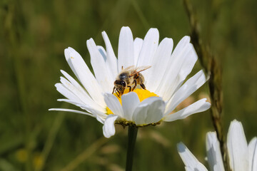 Leucanthemum vulgare
 Einzelne Margeritenbl&uuml;te mit Biene