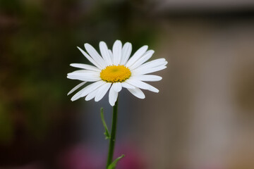 Leucanthemum vulgare
 Einzelne Margeritenbl&uuml;te im Fokus