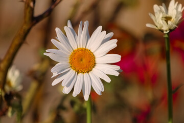 Leucanthemum vulgare
 Einzelne Margeritenbl&uuml;te im Fokus