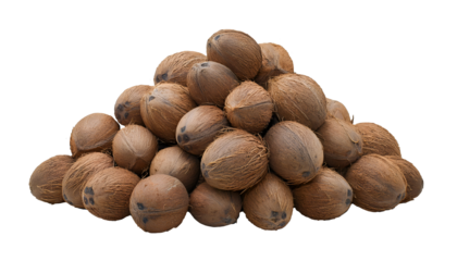 large pile of whole coconuts on isolated background, fresh tropical brown coconuts with rough fibrous husk, organic raw coconut fruit for culinary, cosmetic, and beverage use, natural exotic tropical 