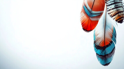 Colorful Feathers Softly Drifting in a Serene Space Create a Beautiful Minimalist Composition