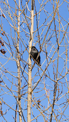Obraz premium Blackbird perched on a bare tree branch against a clear blue sky