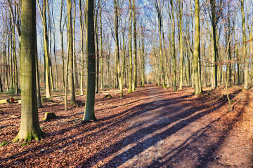 Spaziergang im Wald
