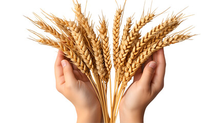 Golden Wheat Ears in Hands Natural Harvest, Abundant Farm Crop for Agriculture Themes, isolated on transparent background.