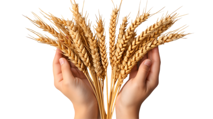 Golden Wheat Ears in Hands Natural Harvest, Abundant Farm Crop for Agriculture Themes, isolated on transparent background.