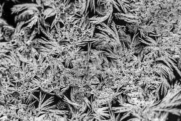 ice crystals on the window