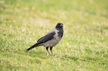 Hooded crow standing on the grass in Scotland