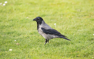 Hooded crow standing on the grass in Scotland