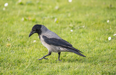 Hooded crow standing on the grass in Scotland