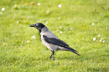 Hooded crow standing on the grass in Scotland