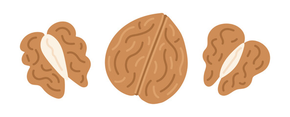 Walnut. Nuts set. Vegan food ingredients. Vector illustration isolated on white background
