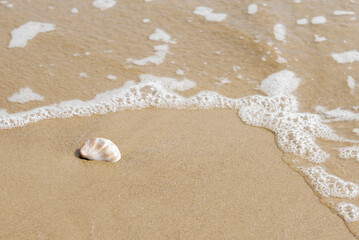 Slipper Limpet shell on the shore