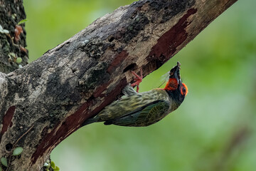 Coppersmith carrying the food for the chick
