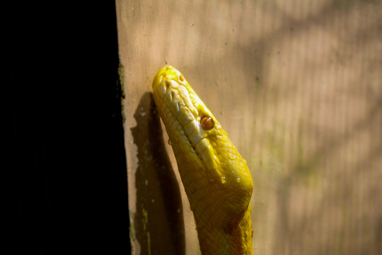 Albino Burmese Python in the Sunlight