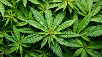 Lush Green Cannabis Leaves Background Image