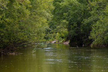river in the forest