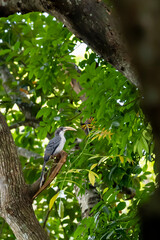 bird on a tree