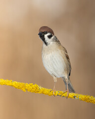 Bird - tree sparrow Passer montanus sitting on a branch brown background winter time winter frosty...