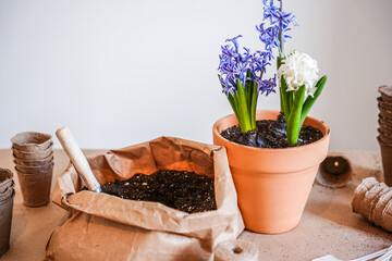 hyacinth bulbs are subjected to the transplantation process. The process of planting spring...