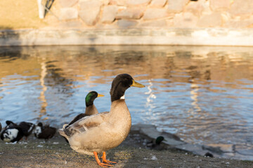Fototapeta premium Khaki Campbell duck by the river