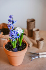 hyacinth bulbs are subjected to the transplantation process. The process of planting spring flowers. beautiful composition in natural botanical style