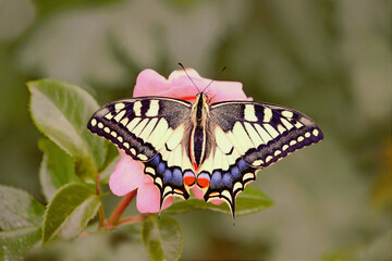 Le machaon