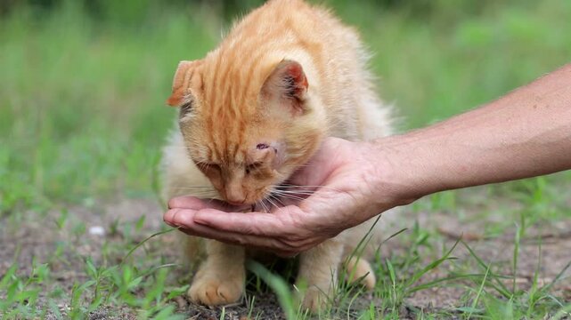 Stray ginger cat outdoors in slow motion.Beaten street cat eating dry food. Lonely abandoned homeless animals.