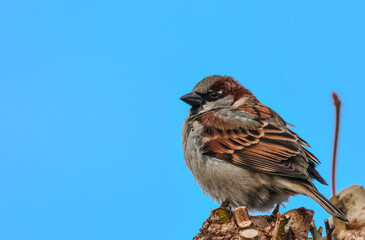 sparrow on a branch