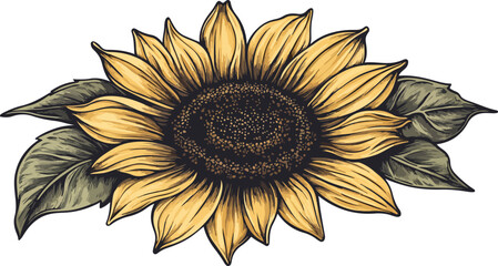 Fototapeta premium Illustration of a Sunflower with Leaves