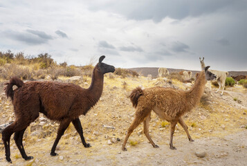 Llama