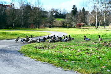 Flock of ducks resting on a sunny park lawn