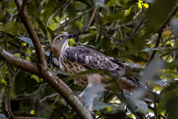 eagle on the tree