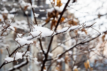 snow-covered tree twig closeup in Yerevan city