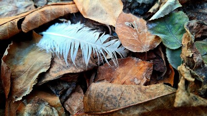 A white feather of a bird in the garden