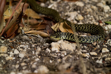 Coluber viridiflavus (Western Wip Snake). Platamona pine forest, Sassari. Sardinia, Italy..
