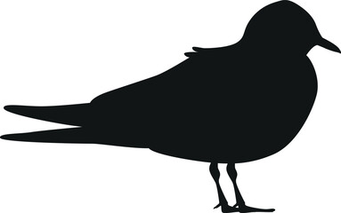 Guillemot arctic bird black-and-white vector illustration