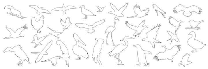 Set of vector bird silhouettes, black line silhouettes of birds on white background, illustration of flying, sitting birds, suitable for nature, wildlife design