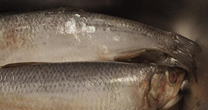 watering salt cured herrings closeup selective focus dolly shot 4k 30fps