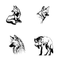 Maned Wolf