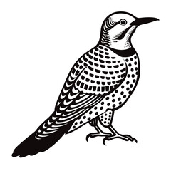 vector illustration of a bird